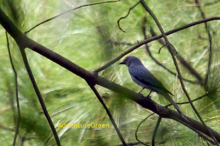 Ashy drongo in Vietnam