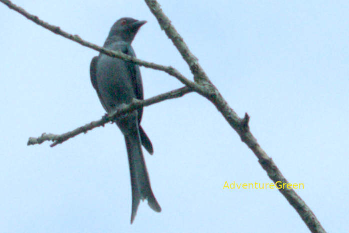 Ashy drongo in Vietnam