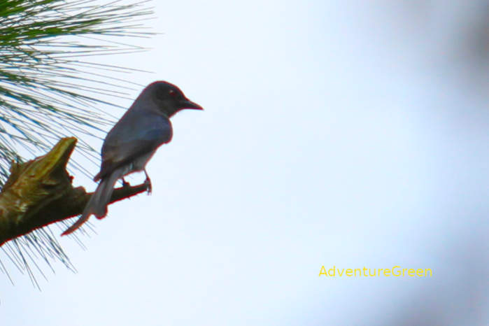 Ashy drongo in Vietnam