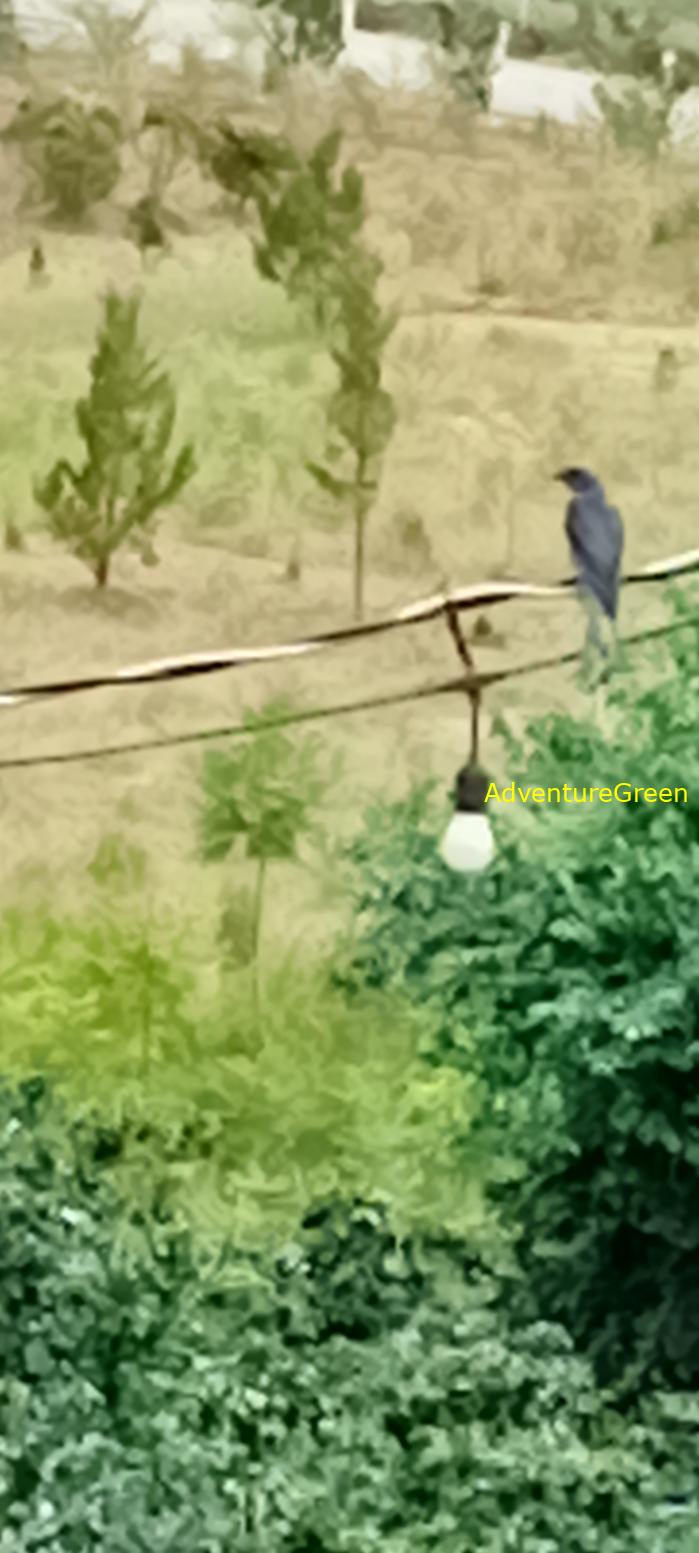 Ashy Drongo in Vietnam