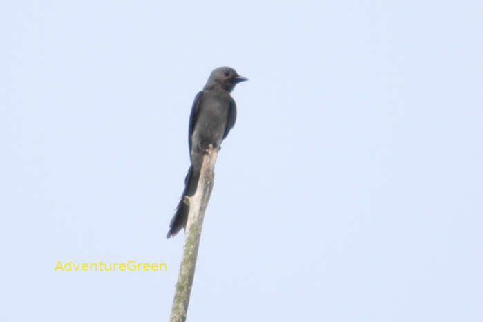 Ashy drongo in Vietnam