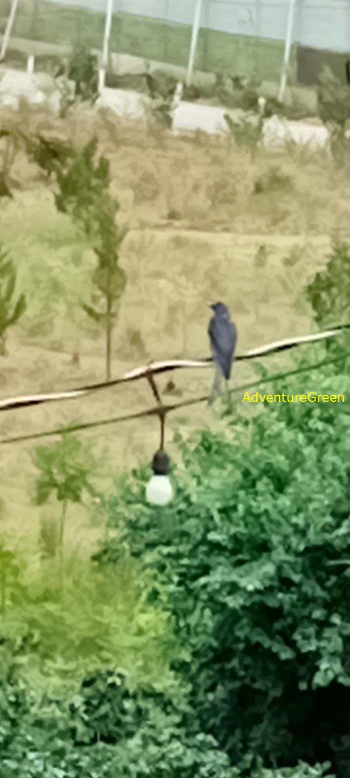 Ashy Drongo in Vietnam