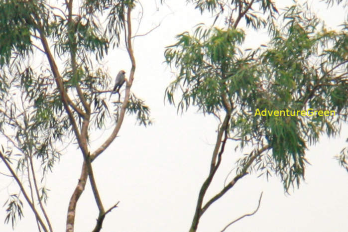 Ashy drongo (sub species white-cheeked drongo)