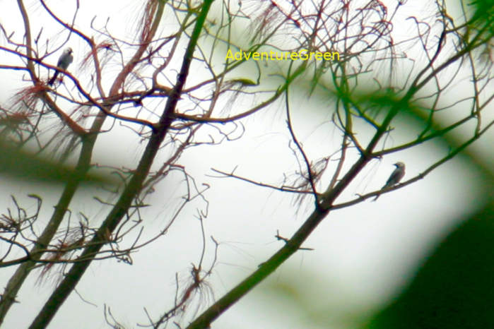 Ashy Drongo