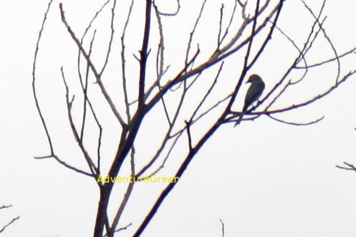 Ashy drongo in Vietnam