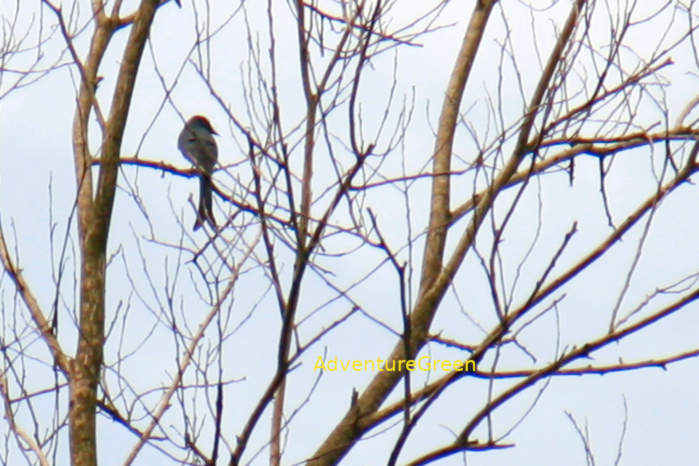 Ashy drongo in Vietnam