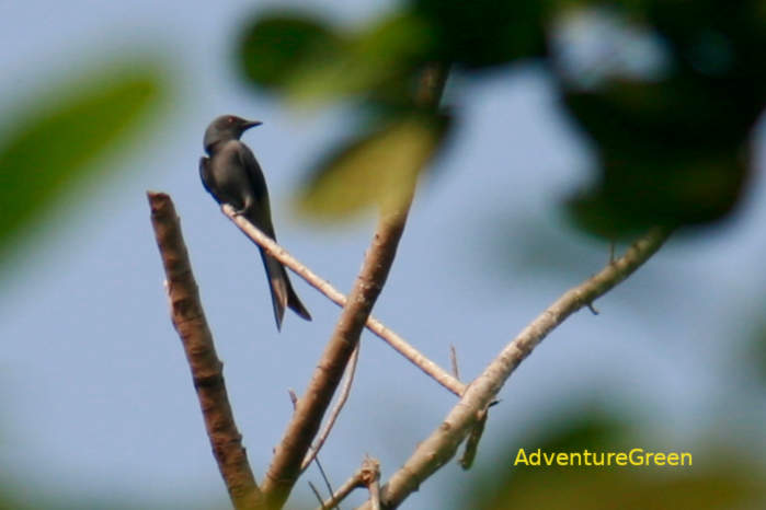 Ashy drongo in Vietnam
