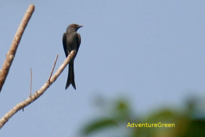 Ashy drongo in Vietnam