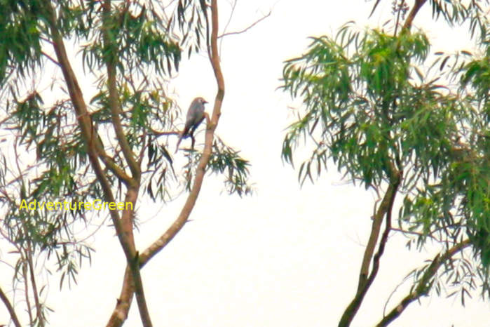 Ashy drongo in Vietnam