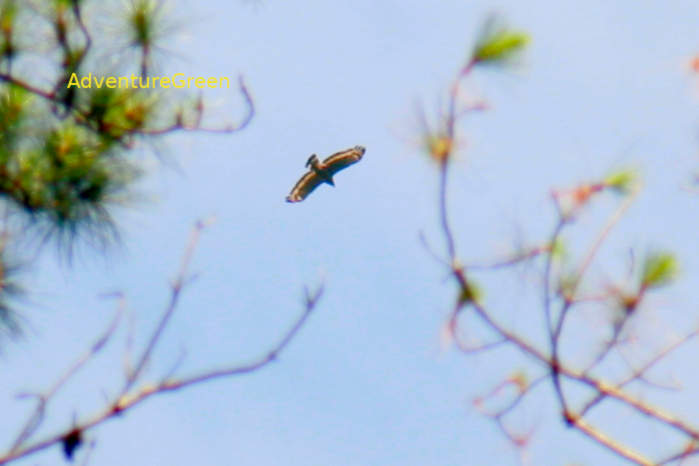 Crested serpent-eagle in Vietnam
