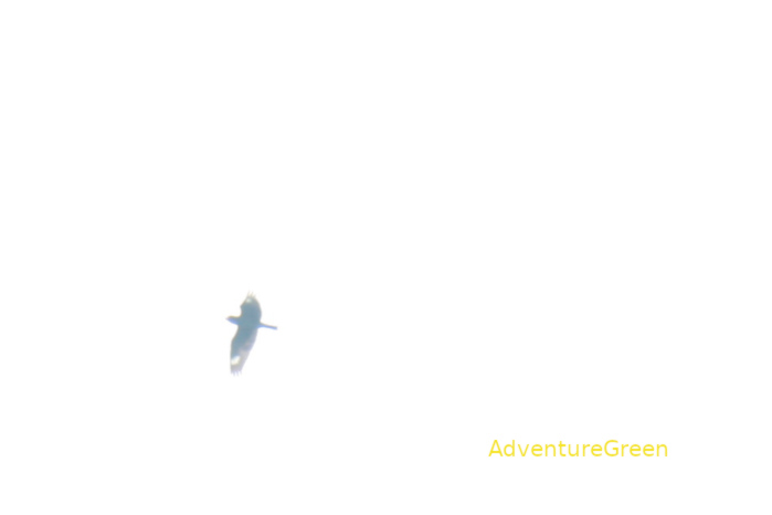 Crested serpent-eagle in Vietnam