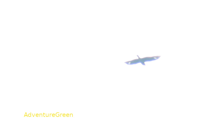 Crested serpent-eagle in Vietnam