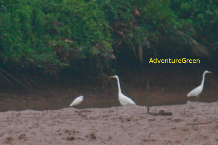 Great Egret in Vietnam