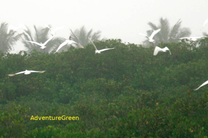 Little egret in Vietnam