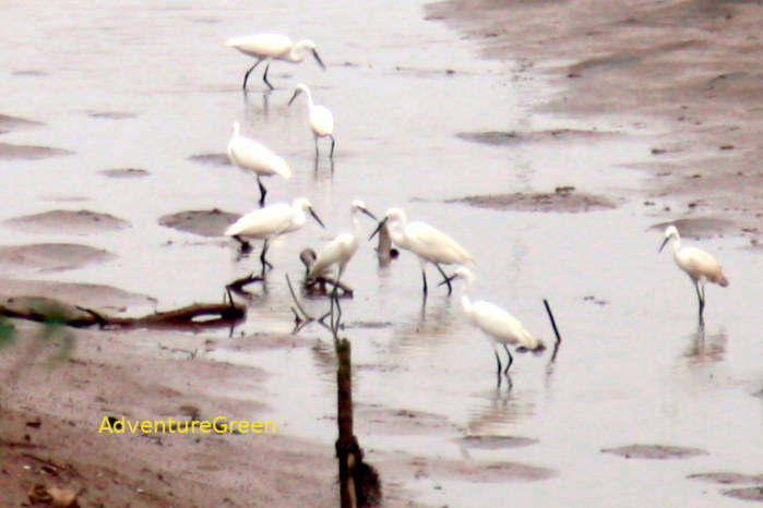 Little Egret in Vietnam