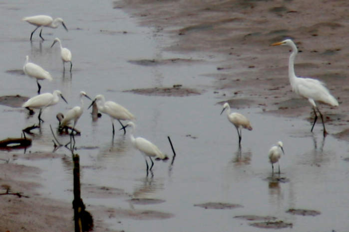 Medium Egret and little egrets at the Xuan Thuy National Park Vietnam