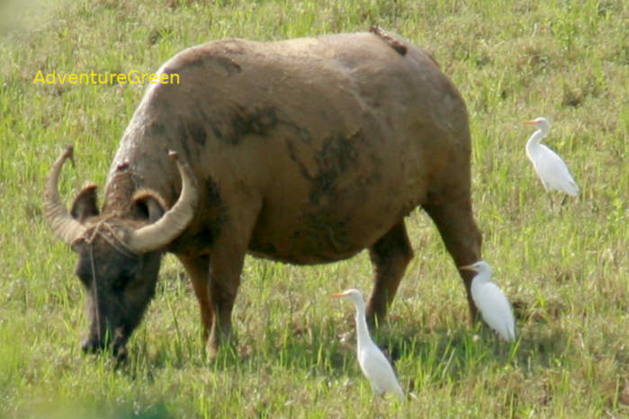 Eastern Cattle-Egret in Vietnam