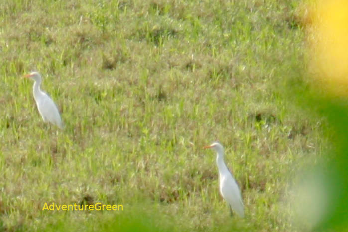 Eastern Cattle-Egret in Vietnam