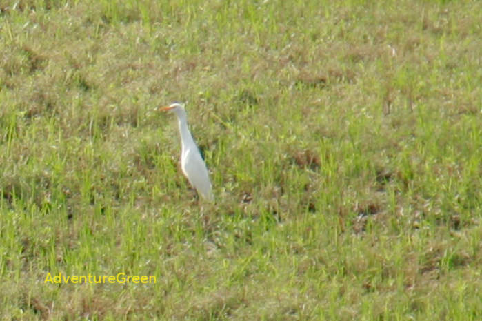 Eastern Cattle-Egret in Vietnam