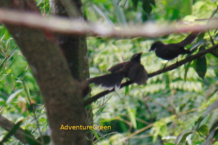 White-throated Fantail
