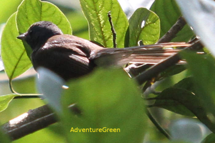 White-throated fantail in Vietnam