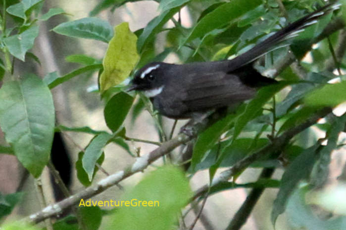 White-throated fantail in Vietnam