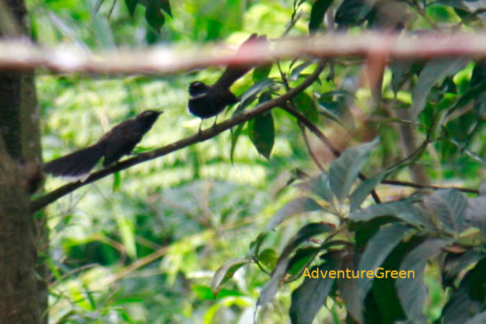 White-throated fantails in Vietnam