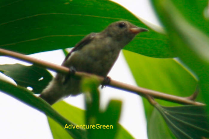 Pale-billed Flowerpecker