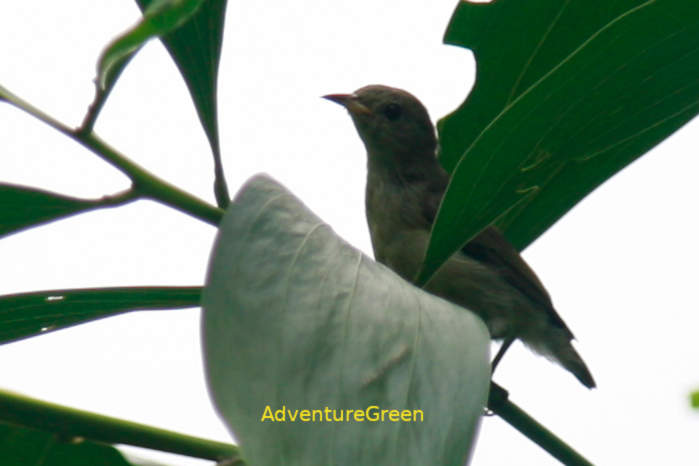 Pale-billed flowerpecker in Vietnam