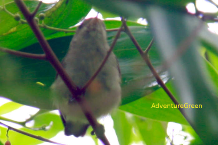 Plain Flowerpecker in Vietnam