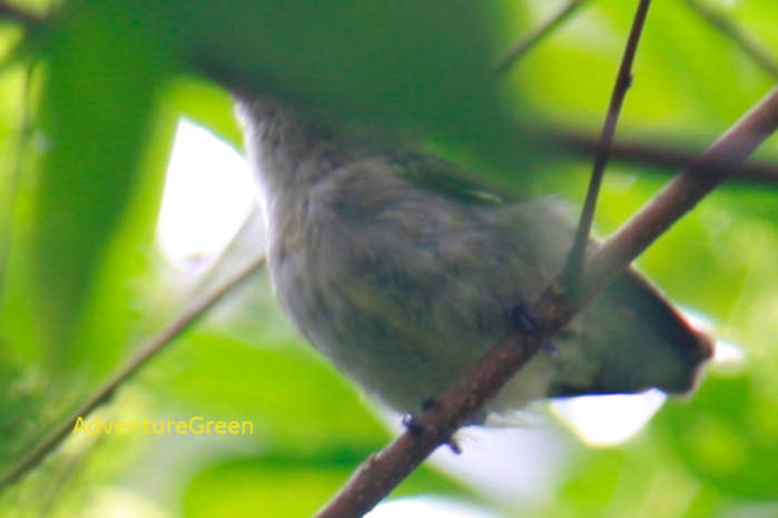 Plain Flowerpecker in Vietnam