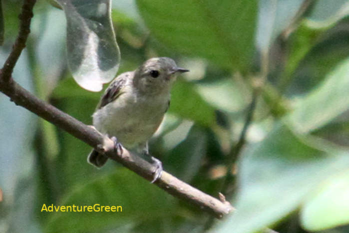 Plain flowerpecker in Vietnam