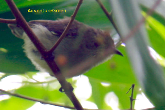 Plain Flowerpecker in Vietnam