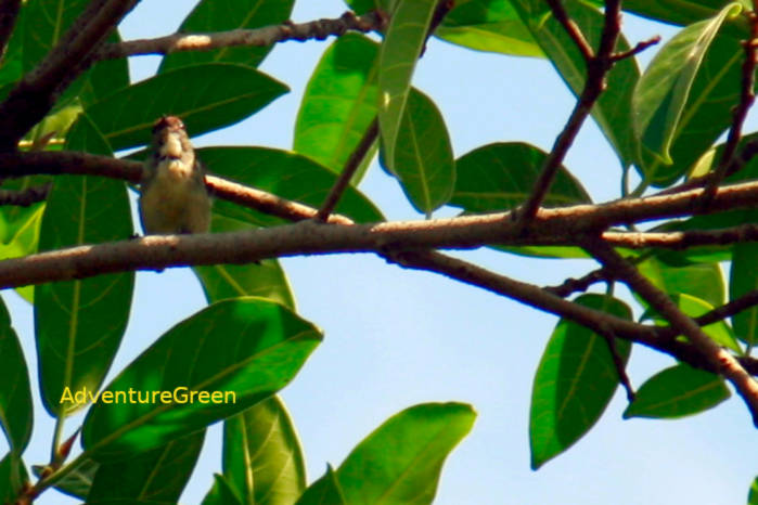 Immature male scarlet-backed flowerpecker in Vietnam