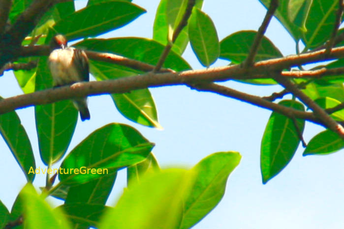 Immature male scarlet-backed flowerpecker in Vietnam