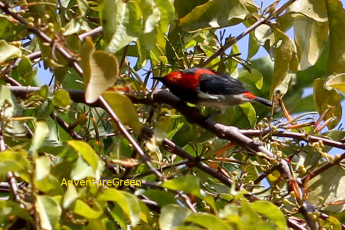 Scarlet-Backed Flowerpecker