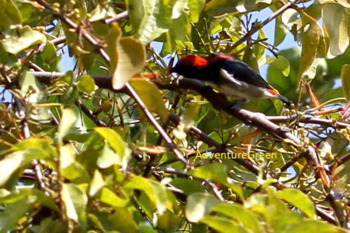 Scarlet-Backed Flowerpecker