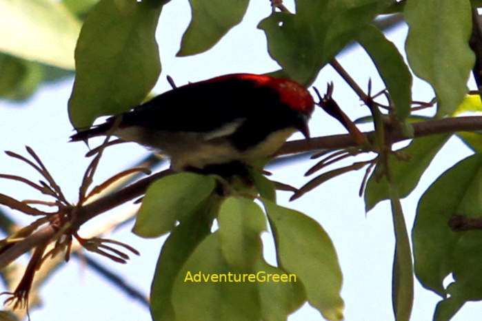 Scarlet-Backed Flowerpecker