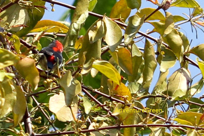 Scarlet-backed flowerpecker in Vietnam