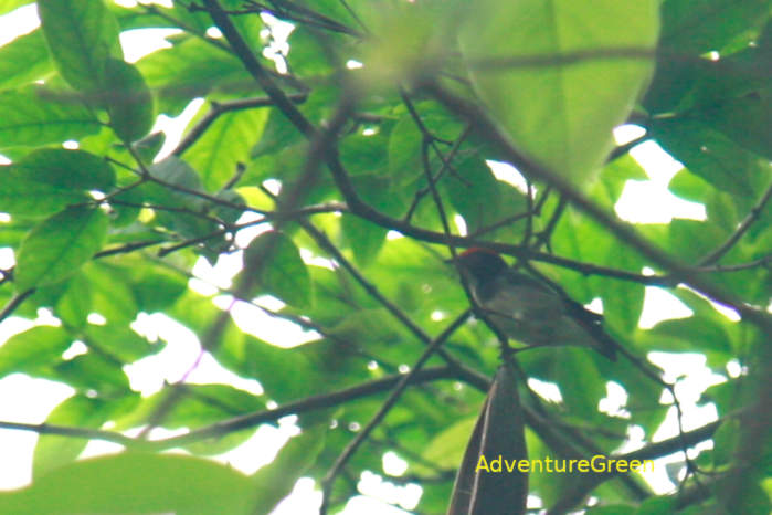 Scarlet-Backed Flowerpecker