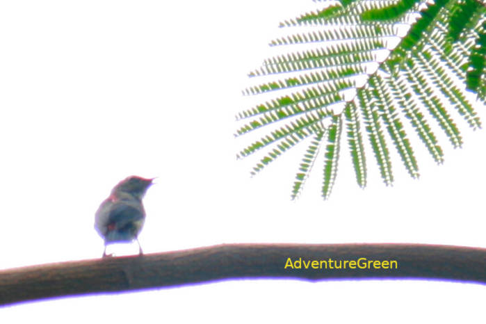 Female scarlet-backed flowerpecker in Vietnam