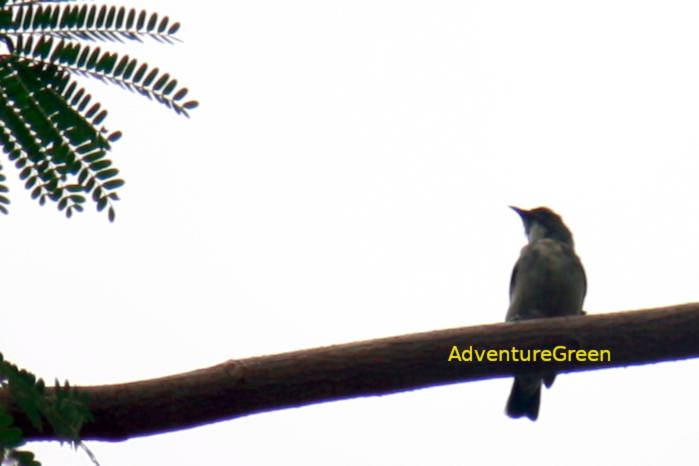 Immature male scarlet-backed flowerpecker in Vietnam