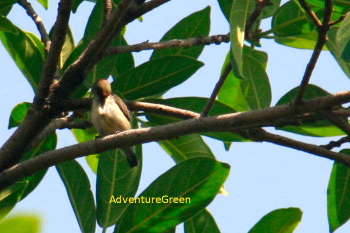Immature male scarlet-backed flowerpecker in Vietnam
