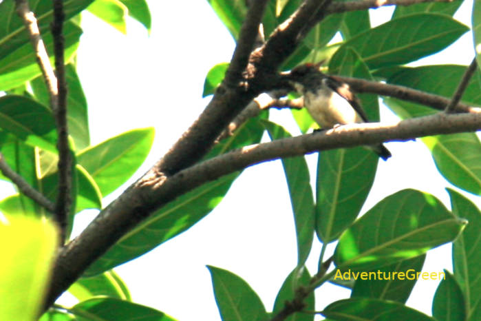 Immature male scarlet-backed flowerpecker in Vietnam