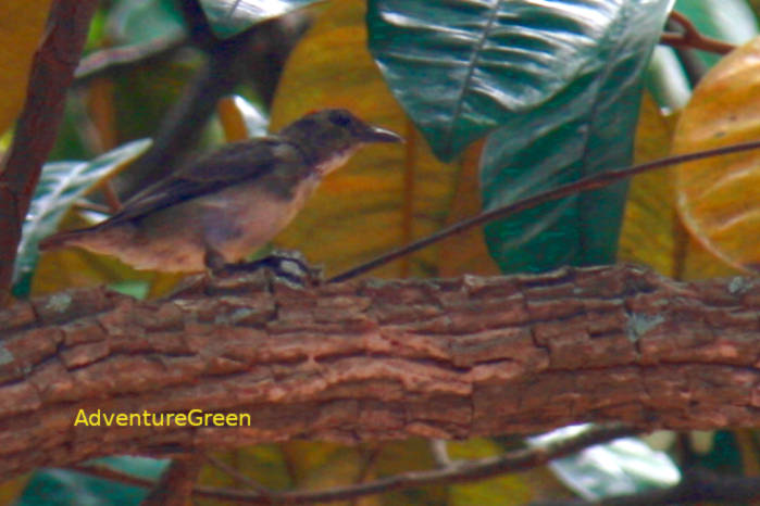 Immature male scarlet-backed flowerpecker in Vietnam
