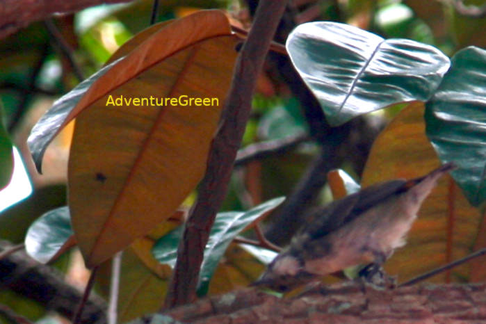 Immature male scarlet-backed flowerpecker in Vietnam