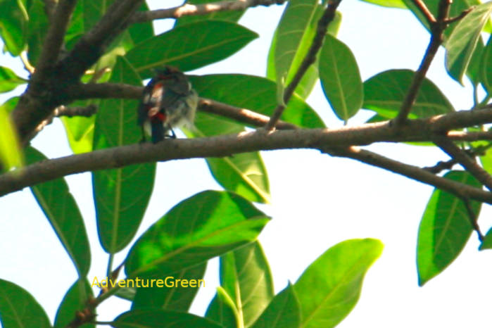 Immature male scarlet-backed flowerpecker in Vietnam