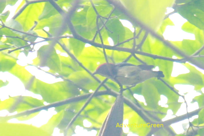 Scarlet-Backed Flowerpecker