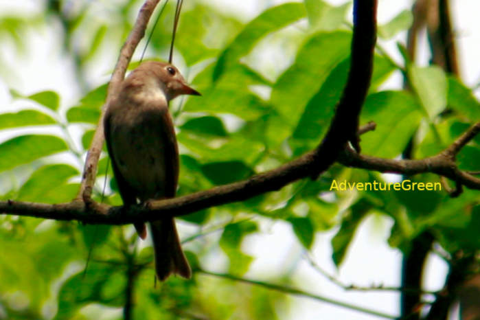 Asian brown flycatcher in Vietnam