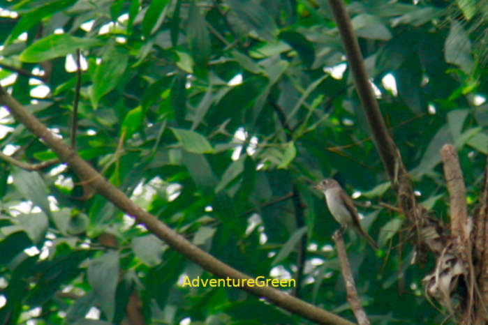 Asian brown flycatcher in Vietnam